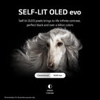 LG C2 Series 55-Inch Class OLED evo Smart TV OLED55C2PUA, 2022 - AI-Powered 4K TV, Alexa Built-in, Dark Silver